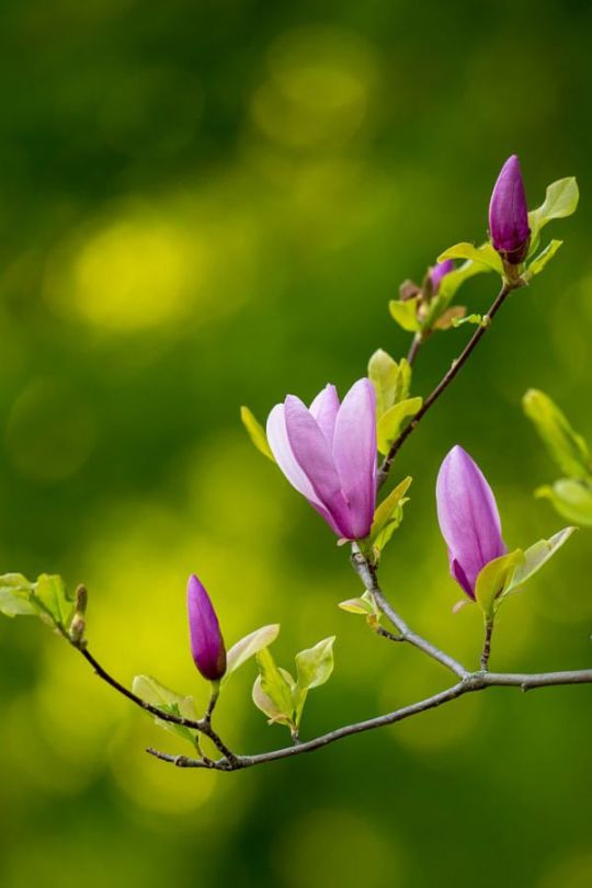 “Evening Light” by Peter Orlický #flowers#tulip magnolia#spring#pink green