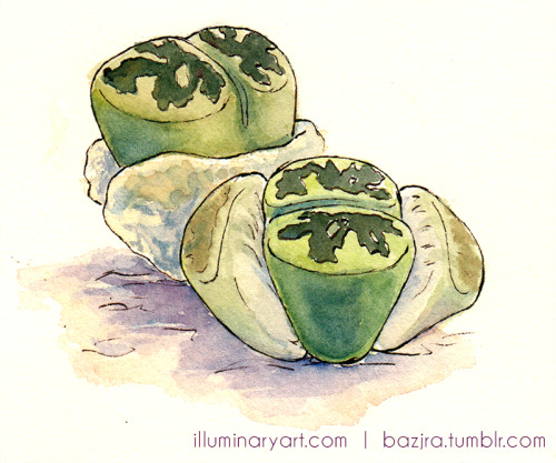 bazjra:Lithops! Drawn for Answers magazine and published in the July issue.The article inspired a la