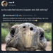 toadstule: