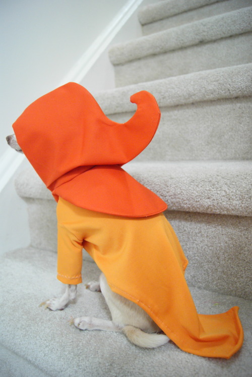 vintage-aerith: fan-troll: recrdchaosknightoftime: so, I dressed my dog up as Rose Lalonde. and what