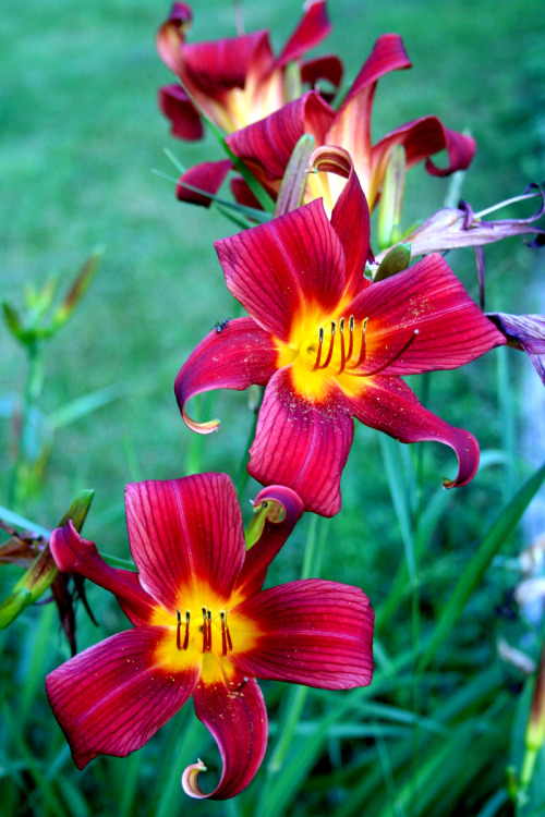 twilightsolo-photography: Reddish-Purple Lilies ©twilightsolo-photography