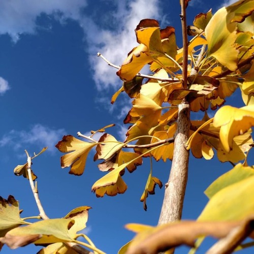 Tempo de recolher-se à terra. #brasil #PR #Paraná #sul #pinhaopr #fall #outono #south 