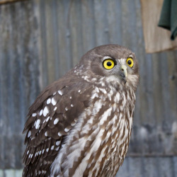 owlsday:  Powerful Owl by Damien Alba on