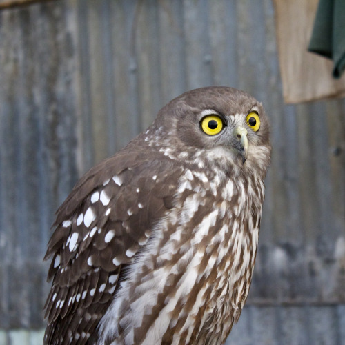 owlsday:  Powerful Owl by Damien Alba on Flickr.