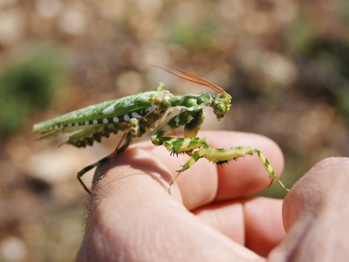 onenicebugperday: Thistle mantis, Blepharopsis mendica, Empusidae Found in northern Africa, parts of