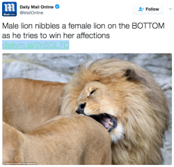 Lions kinky af