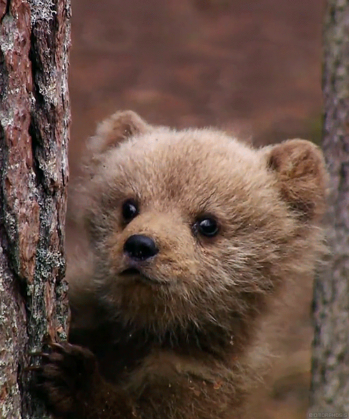 biomorphosis:Baby brown bear.