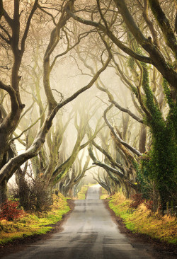 Gravitationalbeauty:  The Dark Hedges By Pawel Klarecki   