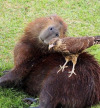 Porn happyheidi:Capybaras and friends ♡𝘊𝘢𝘱𝘺𝘣𝘢𝘳𝘢𝘴 photos