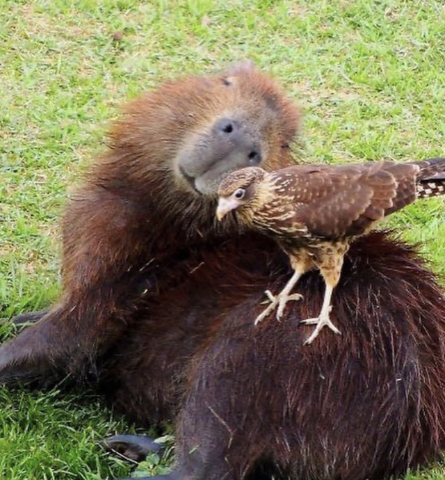 happyheidi:Capybaras and friends ♡𝘊𝘢𝘱𝘺𝘣𝘢𝘳𝘢𝘴 adult photos