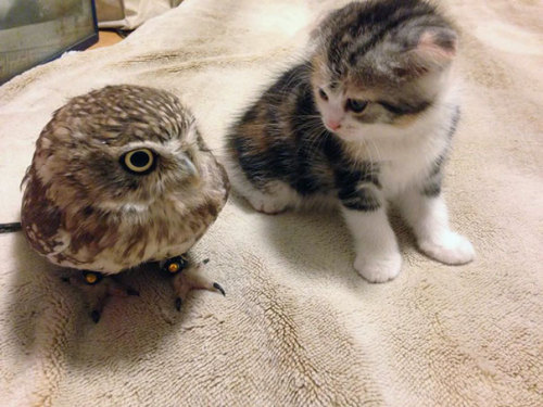 vastderp: thisismycleverhandle:  awesome-picz:    Kitten And Owlet Become Best Friends And Nap Buddies  Hair on fleek   Feather cat likes paw cat. Very nice. 