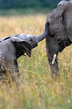 Baby-Wild-Animals:  Love You Mom