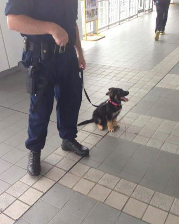 melbtradie:  deleted-scenes: mayahan: Puppies On Their First Days Of Work  EMPLOYEES