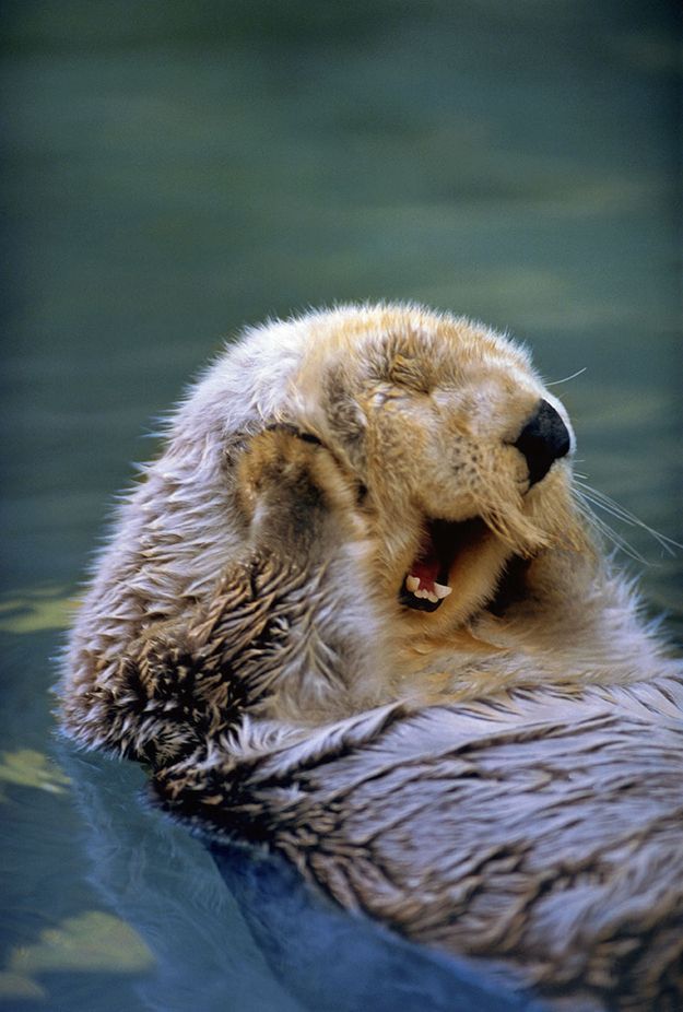 animal-factbook:  Otters often cannot contain their joy when they hear good news.