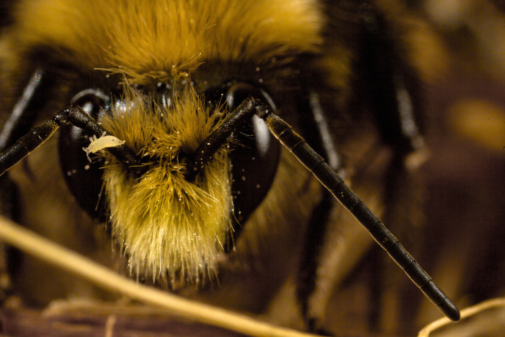 Parasite on a Yellow Faced Bumble Bee (by JLfromSF)
Flicker photo description:
In my attempt to identify the parasite, I contacted the USGS Bee Inventory and Monitoring Laboratory, on Flickr. Here is the response.
“Ah, very interesting…that is a...