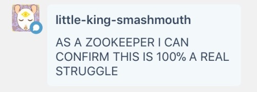 blueelectricangels: snowqueenvictor:  harinezumiko:   thenerdbeast:  budgiebazooka:  anti-anti-survivor:  pumpkinvictor:  pumpkinvictor:  pumpkinvictor:  pumpkinvictor: if i were a zookeeper my intrusive thoughts would be wild brain: slap that penguin.