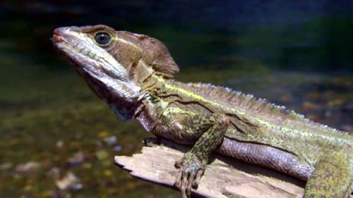 Basilisk Lizard.