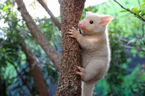 rhamphotheca:A 6-month-old golden possum, born at WILD LIFE in Sydney. These adorable and rare creatures are an unusual form of the common brushtail possum that get their fluffy golden coats from a genetic mutation that results  in low levels of melanin