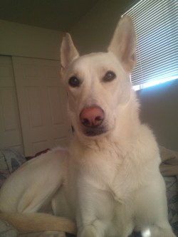 I woke up to the best dog ever :)