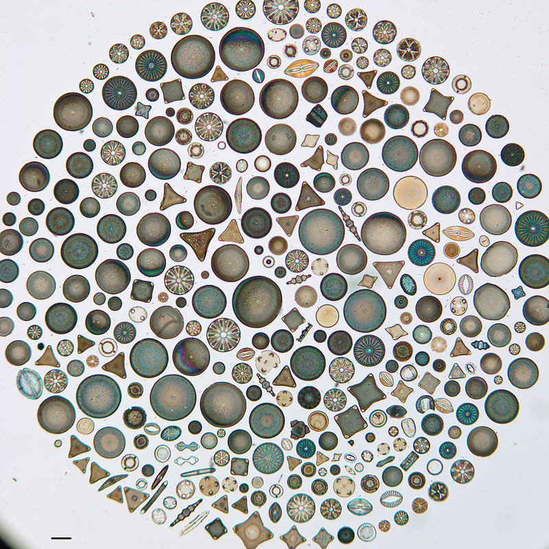 itscolossal:  Artistic Arrangements of Microscopic Algae Viewed Through a Microscope