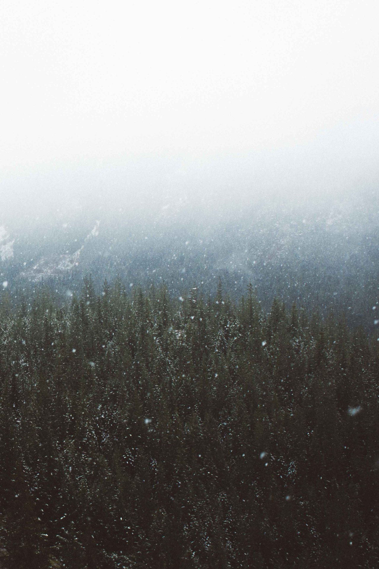 salboissettphoto:   White out. 