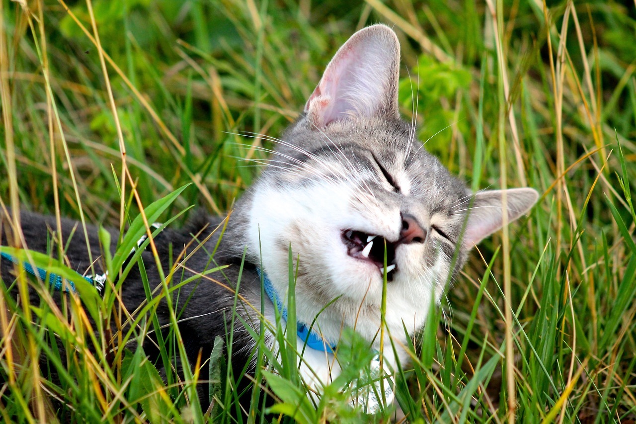 vet-and-wild:  Following my lengthy text post about why outdoor cats are bad, here’s