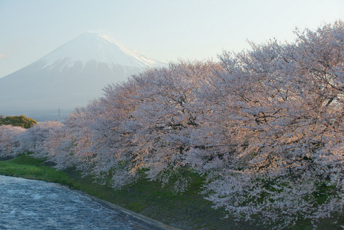 cherry blossoms and Mt.Fuji