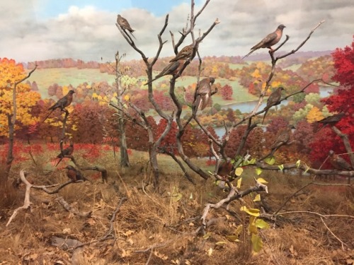 dread-doughnuts - A flock of passenger pigeons at the Denver...