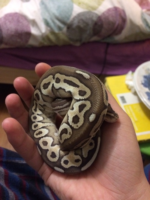 cat-women2:i got a new baby, not sure on the name yet but hes a butter ball python, was thinking Cof