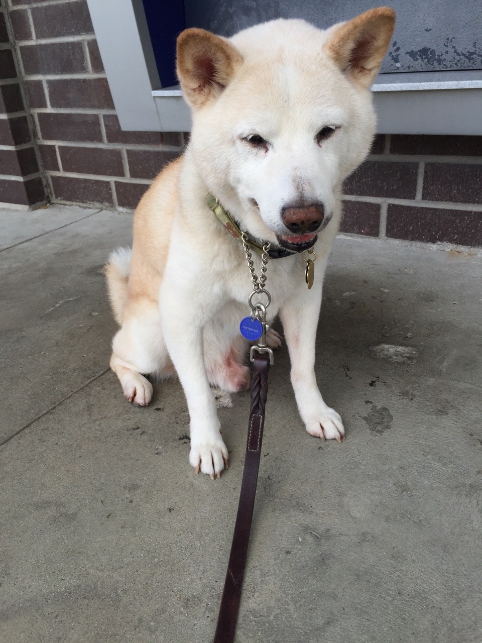 kokomoanddubya:  Every walk must be rewarded by a long nap!