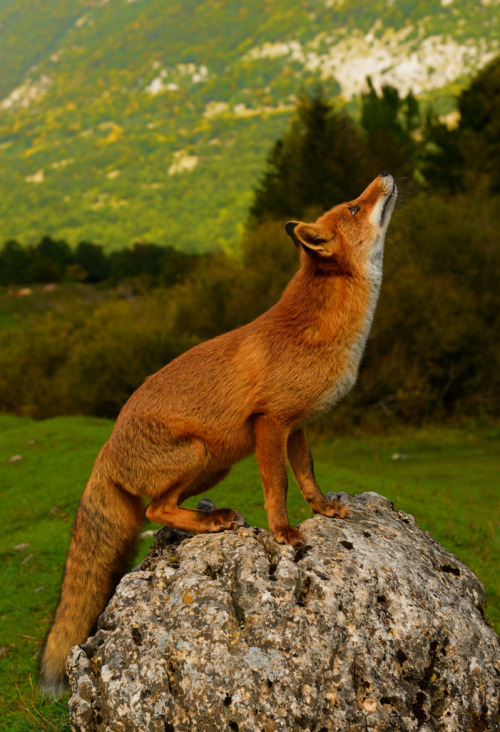 wowtastic-nature: Fox on 500px by marco branchi, frascati, roma☀  NIKON D600-f/7.1-1/250s-70mm-iso20