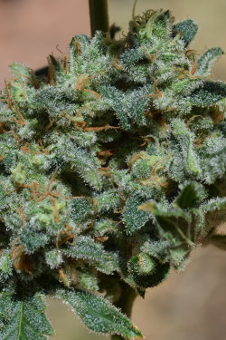 incredible-kush:   Bottom buds of the Green Fire (Green Crack X Fire OG) 