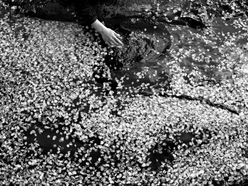 dochuff:  dochuff:  Sakura  Nekojarashi Park, Kuhonbutsu, Tokyo  Young lady looking for tadpoles ben