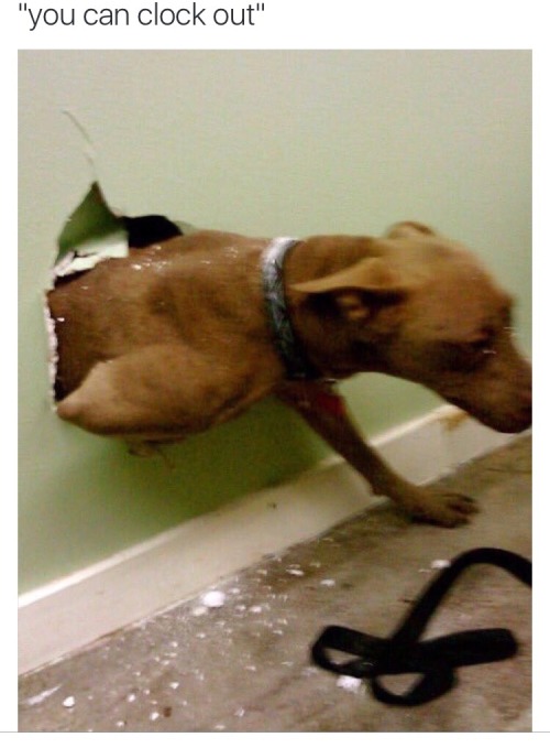 https://bossjones25.tumblr.com/post/149210420299