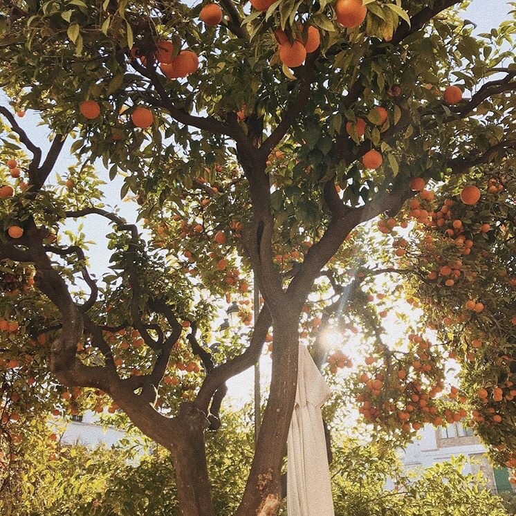 🍒