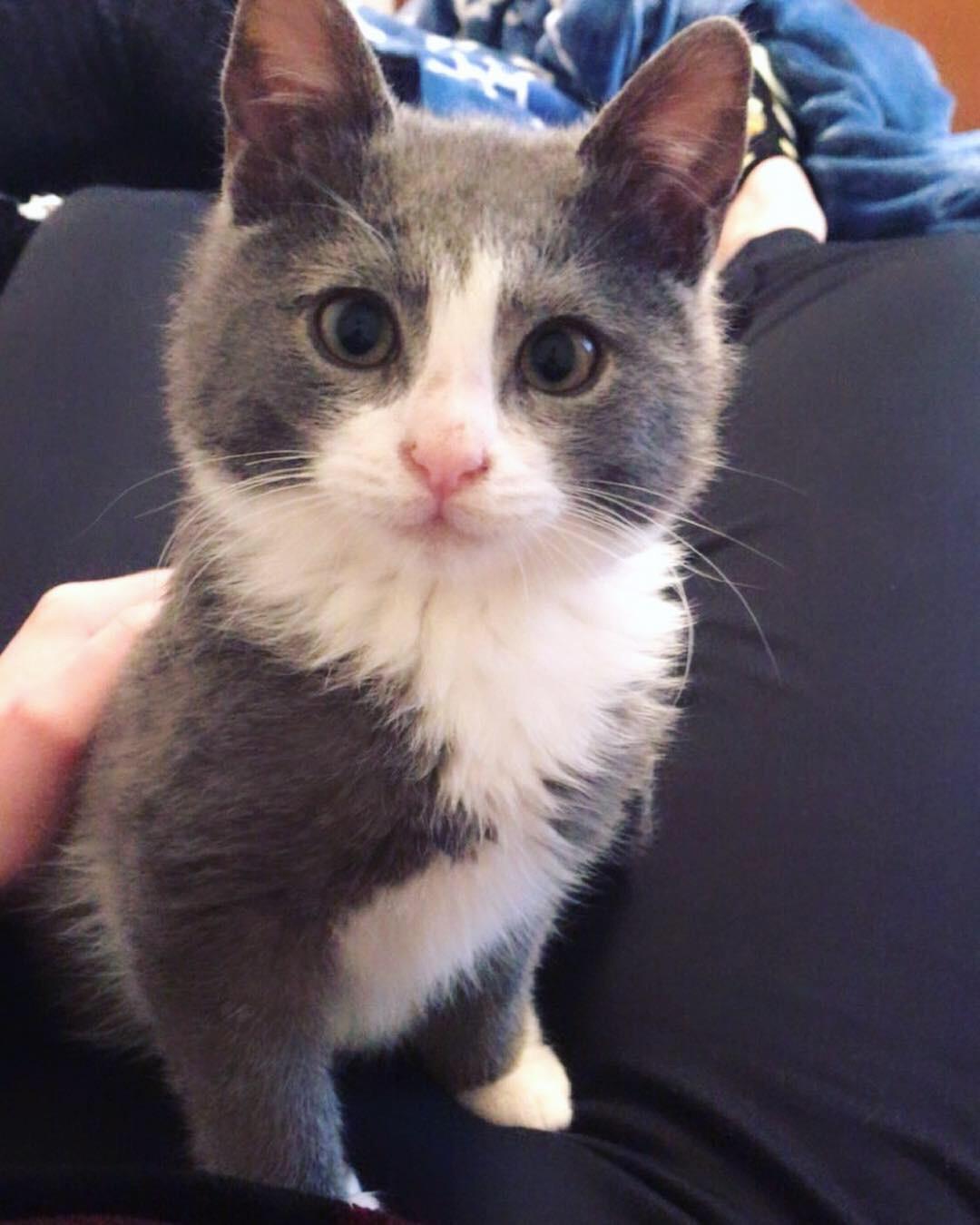 cutecornflakes:  My first cat kid, Ezio Catitore :)