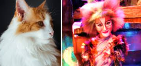 Jelicle Cats As Real Cats! Exstraes