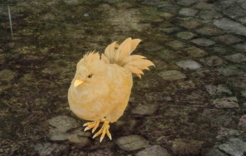 I didn’t see many good screenshots of FFXV’s chocobo chicks and chickatrices (baby cocka