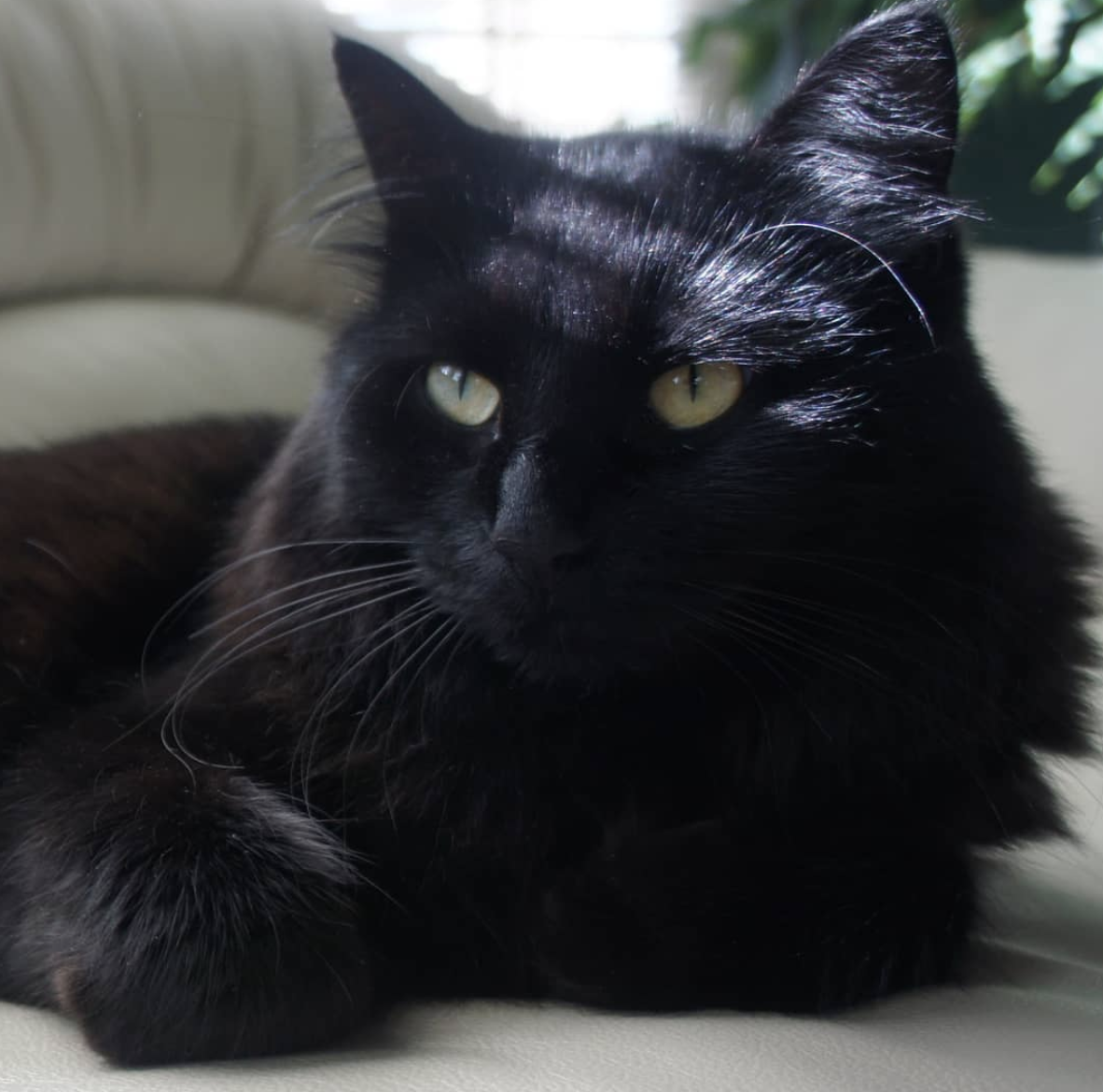 Black Cat Appreciation Post