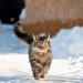 heavensickness:I googled “how fast can cats run” and the images are making me cry