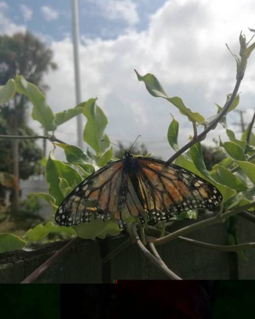 avantgardne:Our house is basically a Monarch rehab centre. Our cat catches every butterfly that wand