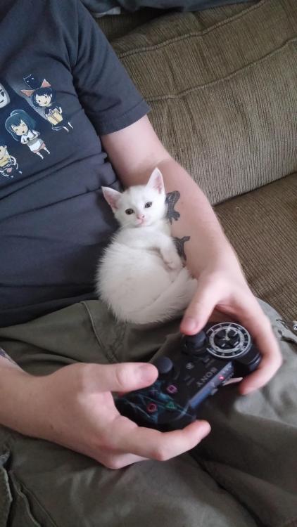 awwww-cute:  Boyfriend said he didn’t want another cat