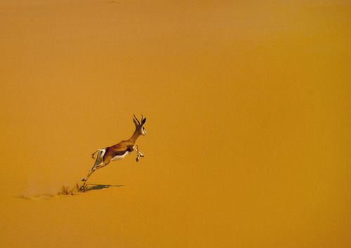Springbok  in desert - Angola by Eric Lafforgue on Flickr.