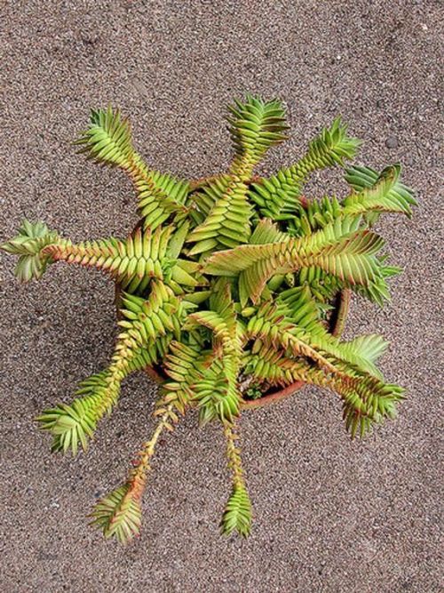 Crassula Capitella * Red Flames(via (670) Pinterest)