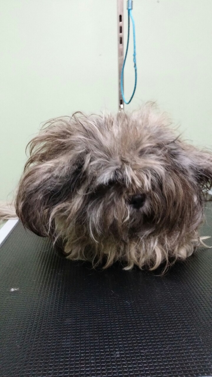 lilfoxtrot:  I don’t think I’ve ever seen a dog that looked like this in person???