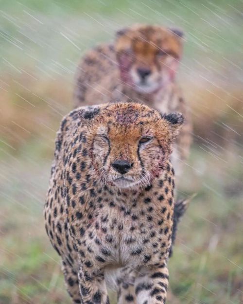 Photo by @ali_saifaldeen A cheetahes in the maasai mara during a rain &hellip; #wild #rain #natu