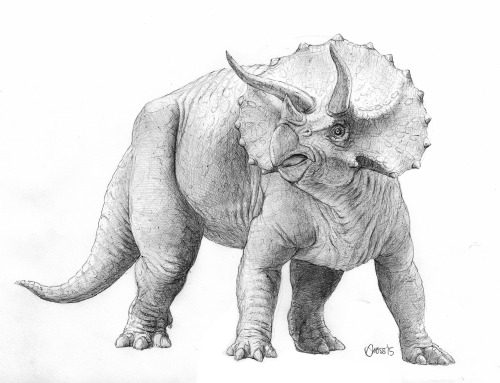 Triceratops by Brett Gross. Ball-point pen on sketch paper. 14″x11″.