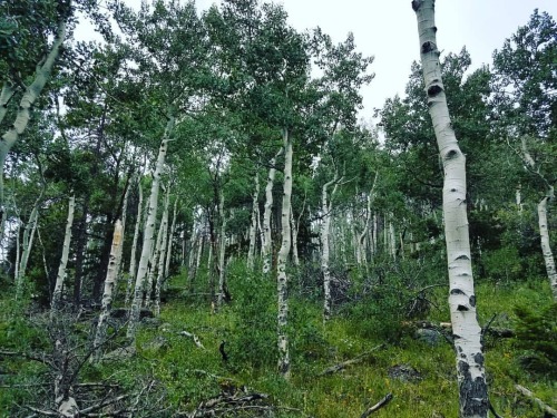 Another from from our #hike , I&rsquo;m such a slut for #birch trees. #rmnp #rockys #Colorado #mount