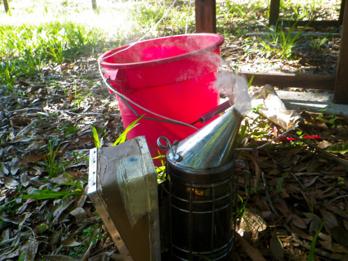 tropicalhomestead:Honey Harvest  4.9.2016The new bees are doing great! Fired up the smoker and harve