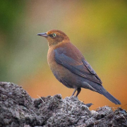 Rusty Blackbird - Falmouth, MA - Don’t see these guys very often around here. #rustyblackbird 